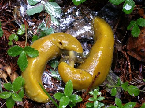 Banana Slugs Mating 9