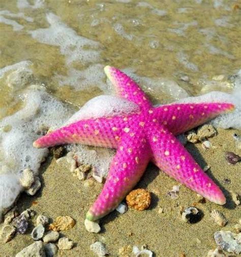 sea star that looks too cool Beautiful Creatures, Animals Beautiful ...