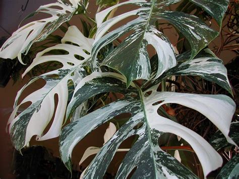 Rare VARIEGATED Monstera! ("Philodendron") - Spectacular Aroid - Must ...