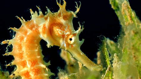 Seahorse - Different Seahorse Species - Horse Choices