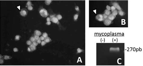 Mycoplasma Contamination In Cell Culture