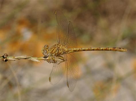 Taxonomy Gomphidae (Clubtails) - Observation.org