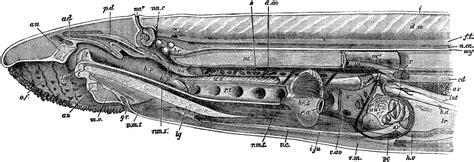 Lamprey Anatomy | ClipArt ETC