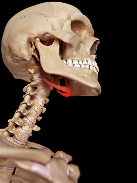 The Hyoid Bone: Anatomy, Function, and Conditions