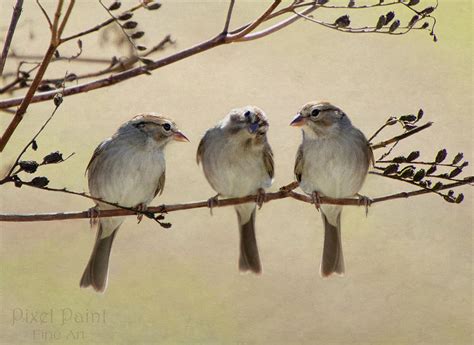 Three Little Birds Digital Art by Kim Lawrie - Fine Art America