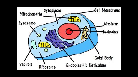 Basic Parts Of A Cell