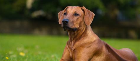 Rhodesian Ridgeback Puppies for Sale | Greenfield Puppies