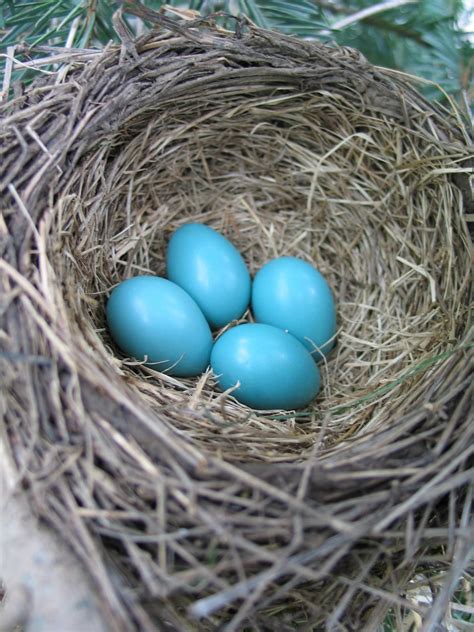 Free Images : bird nest, egg, branch, bluebird 1944x2592 - - 1369339 ...