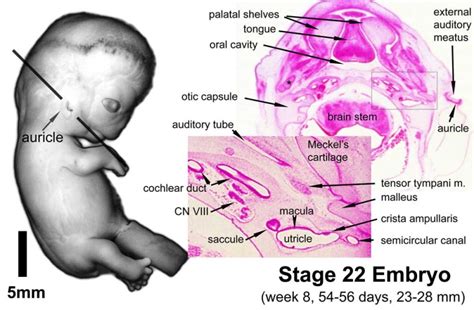 Hearing - Inner Ear Development - Embryology