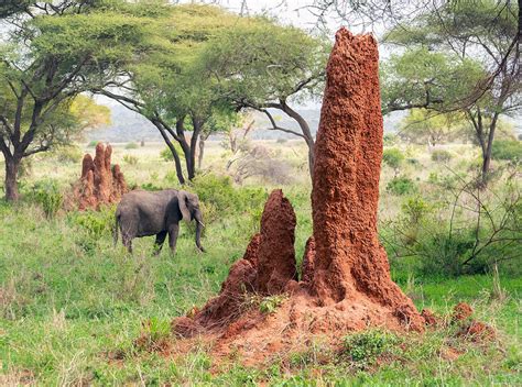 Termite Mounds are Mind-Blowing Metropolises | Thomson Safaris