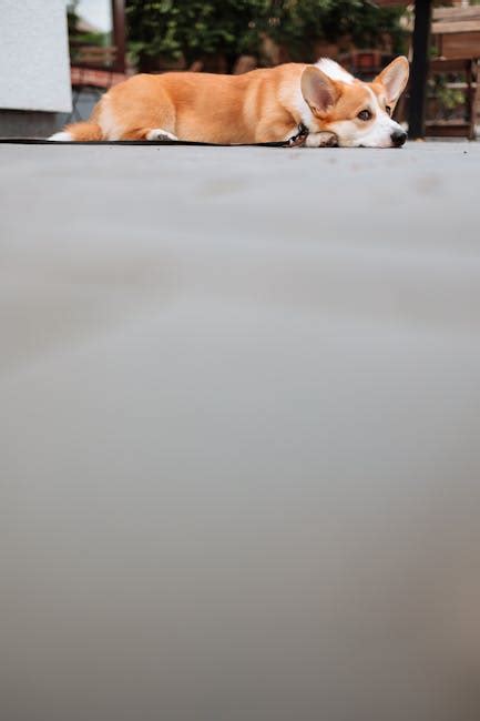 Brown and White Corgi Mix · Free Stock Photo