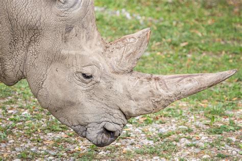 South Africa to Allow Rhino Horn Trade