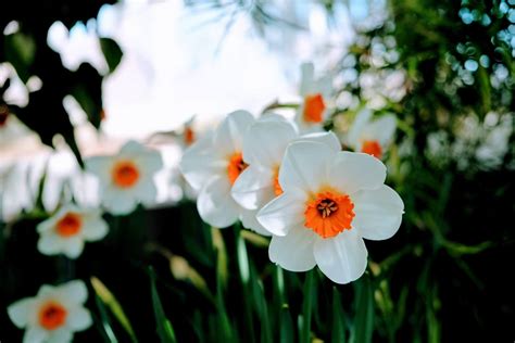 Ultimate Guide to the Narcissus Flower Meaning & Symbolism - Petal Republic