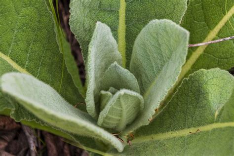 Mullein - Wild Medicinal Plants - Lost In The Ozarks