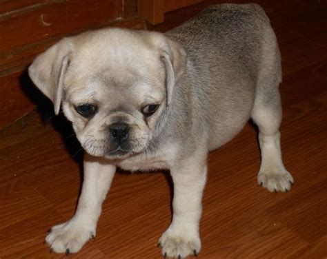 Cute Silver Pug Puppy | Pug puppies, Pug puppy, Puppies