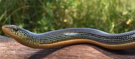 The Eastern Glass Lizard | Critter Science