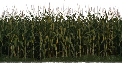 Corn clipart field corn, Corn field corn Transparent FREE for download ...