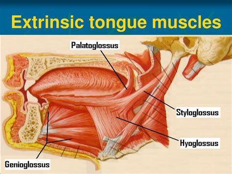 PPT - Anatomy of Oral Cavity, Pharynx & Oesophagus PowerPoint ...