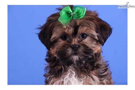 Full-Grown Shorkie | Bella - Adorable Female Shorkie | shorkies ...