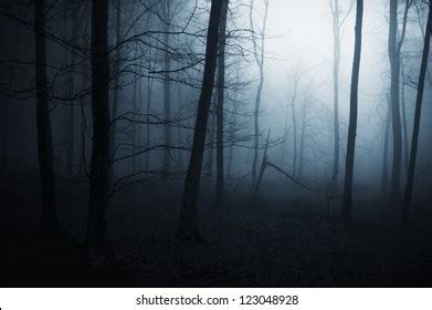 Dark Spooky Forest Night Stock Photo 123048928 | Shutterstock