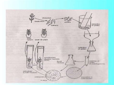 production of double haploid plants