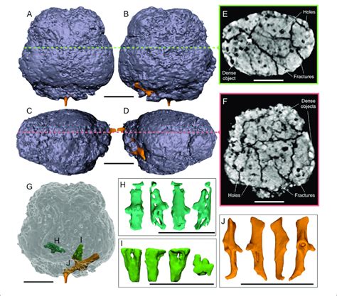 | CT images of the natural brain endocast MPND1083. 3D model of the ...