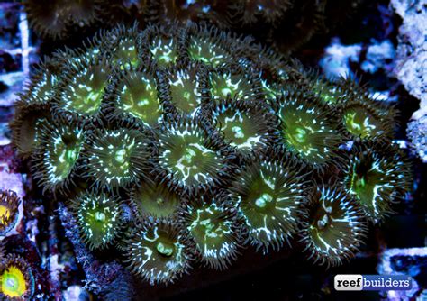 ‘Clown Face’ zoanthids are part of a whole new breed of Palythoa | Reef ...