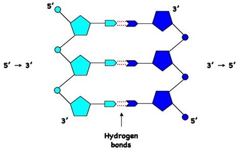 1.2 Structure of DNA - alunga20/Concepts_of_Molecular_Biology GitHub Wiki