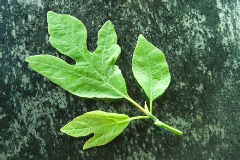 Sassafras Leaf Infused Vodka: Step by Step - Backyard Forager