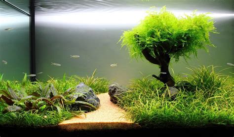 Best Lighting for Freshwater Aquarium Plants