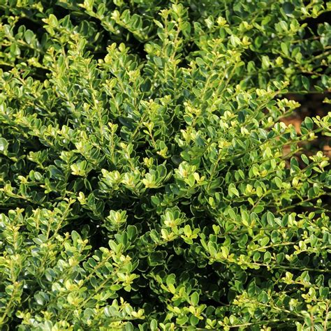 national PLANT NETWORK 2.5 qt. Holly Compacta Shrub-HD7141 - The Home Depot