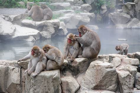 Jigokudani Park: How to See Japanese Snow Monkeys (2024)