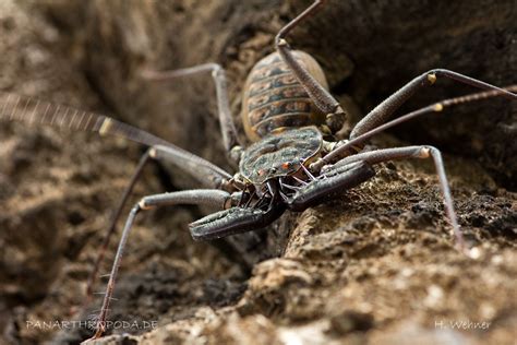 Panarthropoda.de - General - Whip spiders