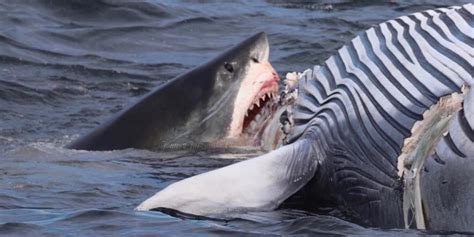 18-foot great white shark eats dead whale off Cape Cod - Business Insider