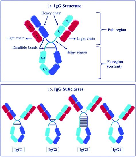 Structure of IgG and of different IgG subclasses. a. IgG structure The ...