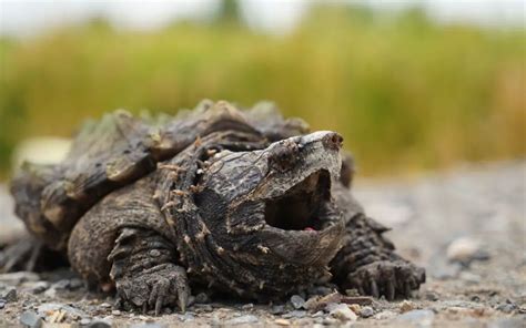 The Alligator Snapping Turtle. Habitat, care and facts. – BALL PYTHON ...