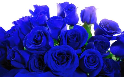 Blue Roses - Wallpaper, High Definition, High Quality, Widescreen