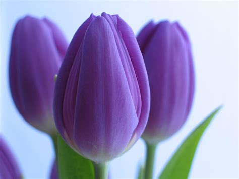 Purple Tulips Wallpapers - Wallpaper Cave