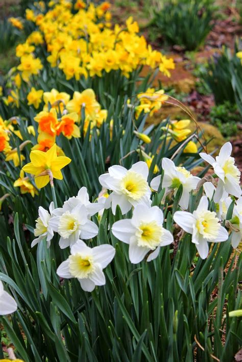 Aiken House & Gardens: Spring Color in the Garden