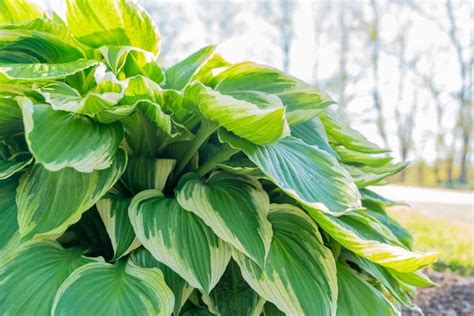 Pretty Hostas Tolerant of Sun