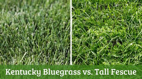 Kentucky Bluegrass Vs Tall Fescue: Choosing The Best Turf | LawnHelpful.com