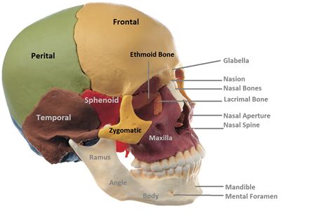 Anatomy Made Easy : Anterior View of Skull