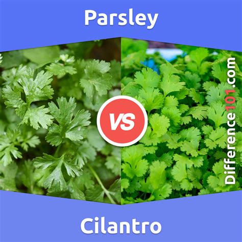 Parsley vs. Cilantro: Key Differences, Pros & Cons, Similarities ...