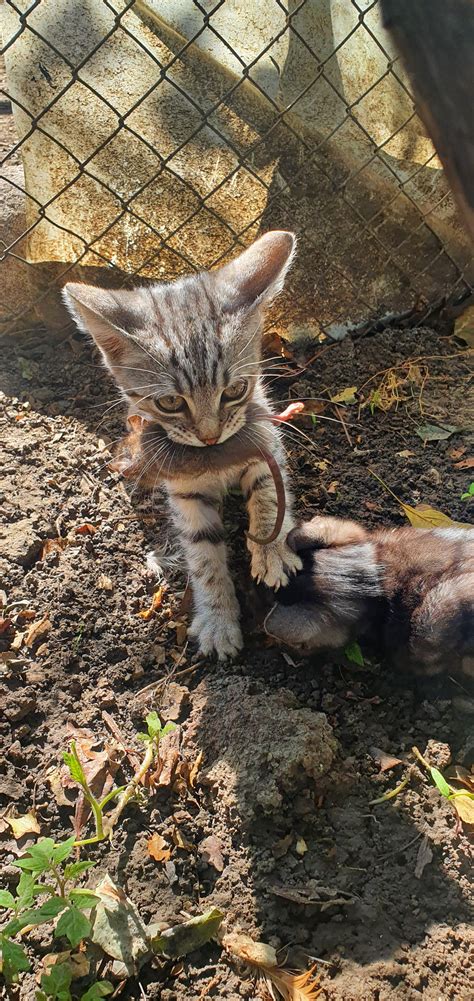 My grandmother's barn kittens : r/cats