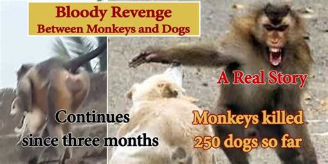 VIRAL NEWS: Monkeys killed 250 dogs in a Gang war between them