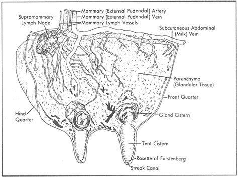 Cow Udder Anatomy - Anatomical Charts & Posters