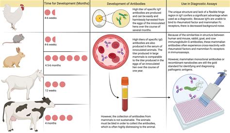 Frontiers | Immunoglobulin Y for Potential Diagnostic and Therapeutic ...