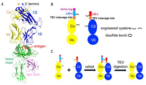 A Leucine Zipper Dimerization Strategy to Generate Soluble T Cell ...