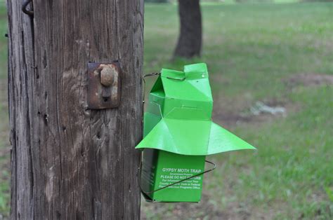 Gypsy Moth Trap | No disrespect for Gypsy's....just the moth… | Kathy ...