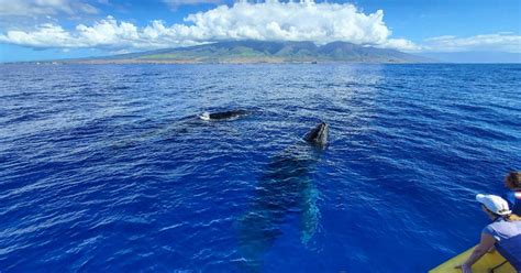 Experience the Spectacular View of Whales in Maui - Bretts Guide Service